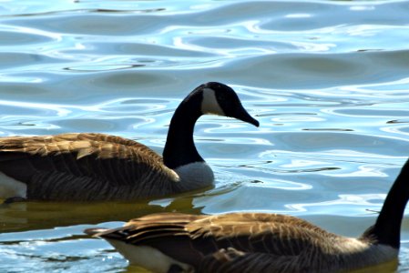 Goosey Goosey Gander