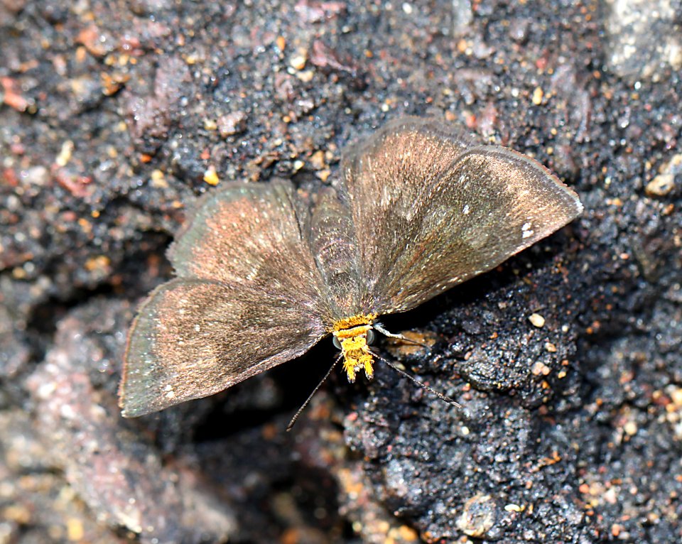 SCALLOPWING, GOLDEN-HEADED (Staphylus ceos) (8-7-11) harshaw road, scc, az -01