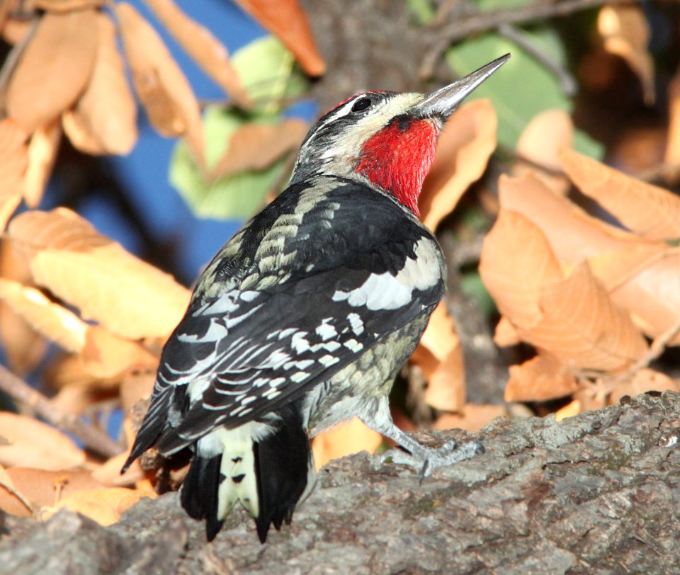 SAPSUCKER, RED-NAPED (9-25-11) pena blanca lake, scc, az - 02