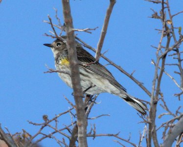 835 - MYRLTLE WARBLER (4-3-12) myrtle, pena blanca lake, scc, az -01