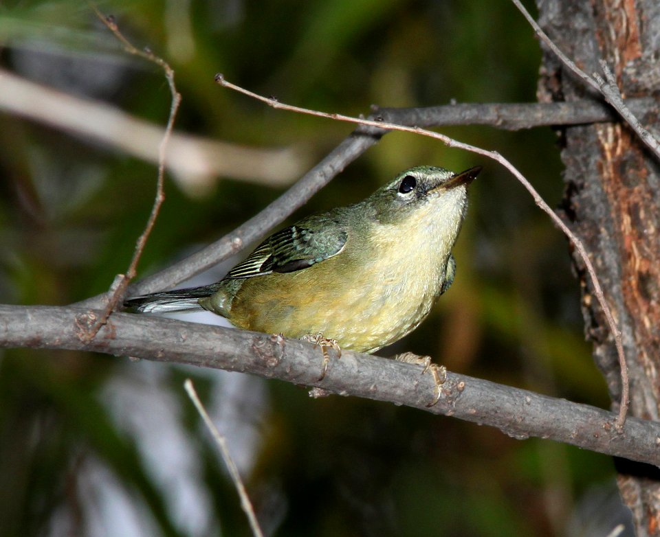 WARBLER, BLACK-THROATED BLUE (11-11-11) carmen, scc, az -05