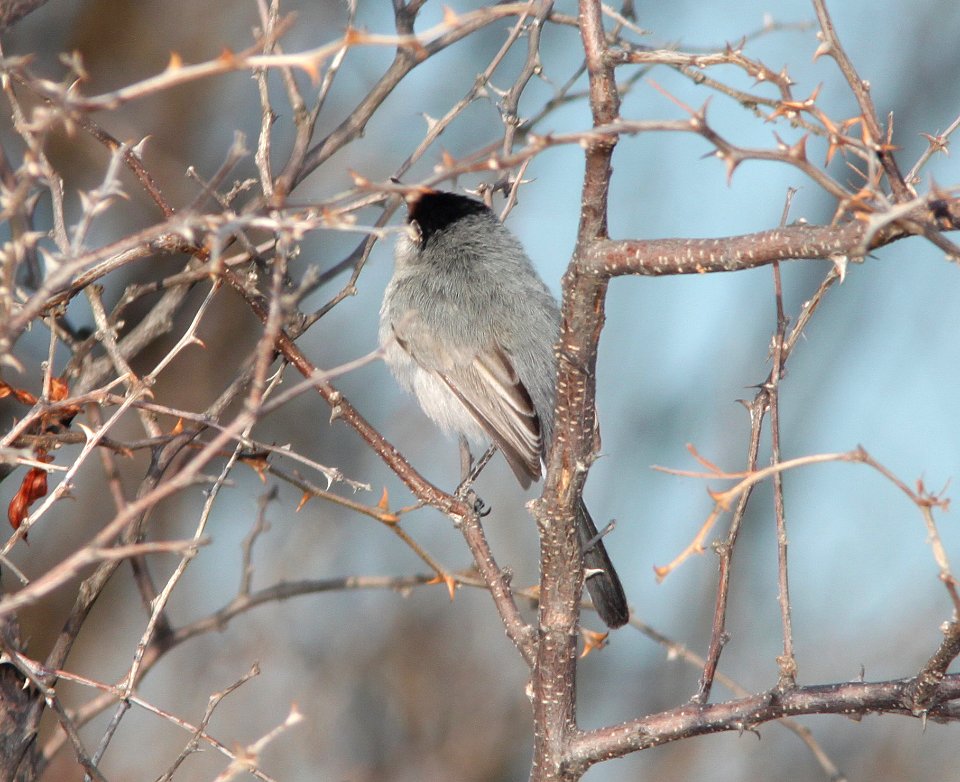GNATCATCHER, BLACK-TAILED (3-16-11) sonoita creek state natural area, scc az -01