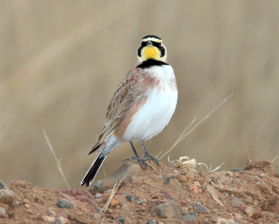 LARK, HORNED (3-8-11) san rafael grasslands, scc, az -04