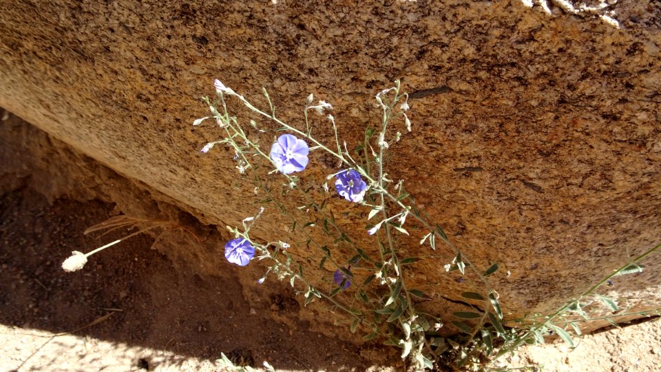2018.05.19 Catalina State Park