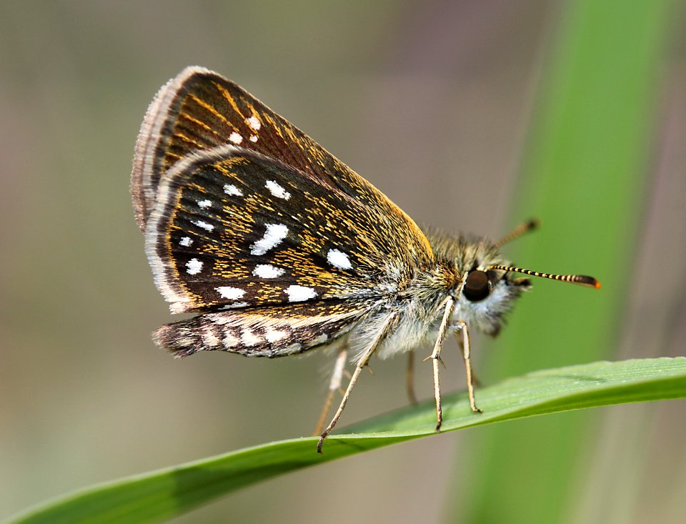 SKIPPERLING, MANY-SPOTTED (Piruna aea) (8-7-11) harshaw road, scc, az -12