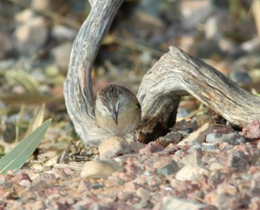 SPARROW, BOTTERI'S (3-11-11) 78 circulo montana, patagonia lake ranch estates, scc, az -03