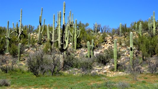 2019.03.23 Catalina State Park