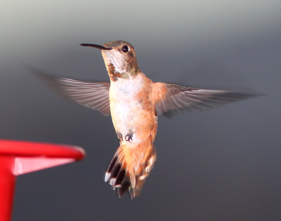 HUMMINGBIRD, ALLEN'S (7-13-11) 78 circulo montana, patagonia lake ranch estates, scc, az -11
