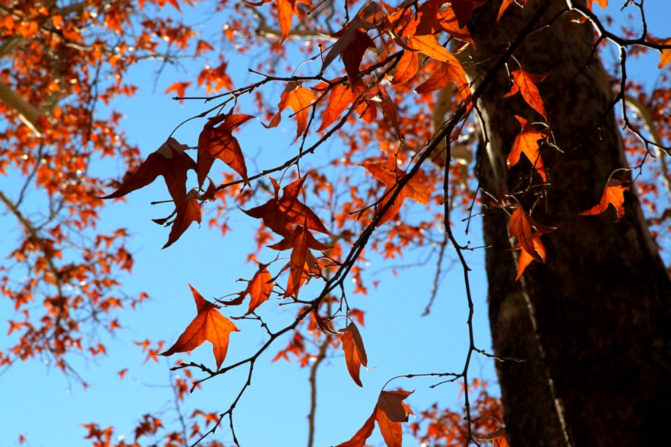 HARSHAW SYCAMORES -028a (11-30-11)