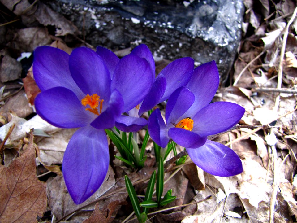 Crocus