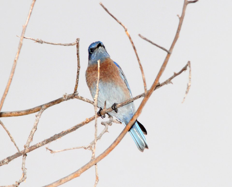 BLUEBIRD, WESTERN (11-23-11) santa gertrudis lane, scc, az -01