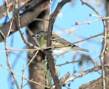 VIREO, CASSIN'S (5-16-11) blue haven road, patagonia, scc, az -01