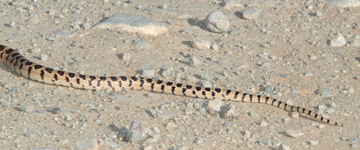 SNAKE, GOPHER (pituophis catenifer) (6-16-11) henry mts, garfield co, ut  (2)