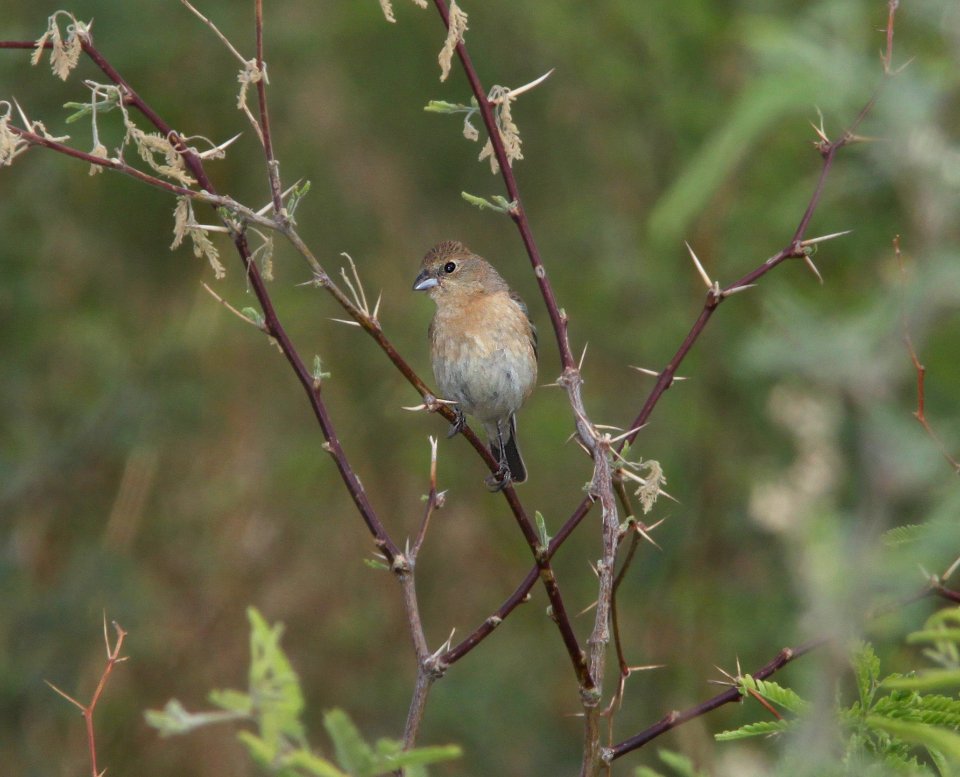 BUNTING, LAZULI (6-1-11) de anza trail north from rio rico dr, rio rico, scc, az -06