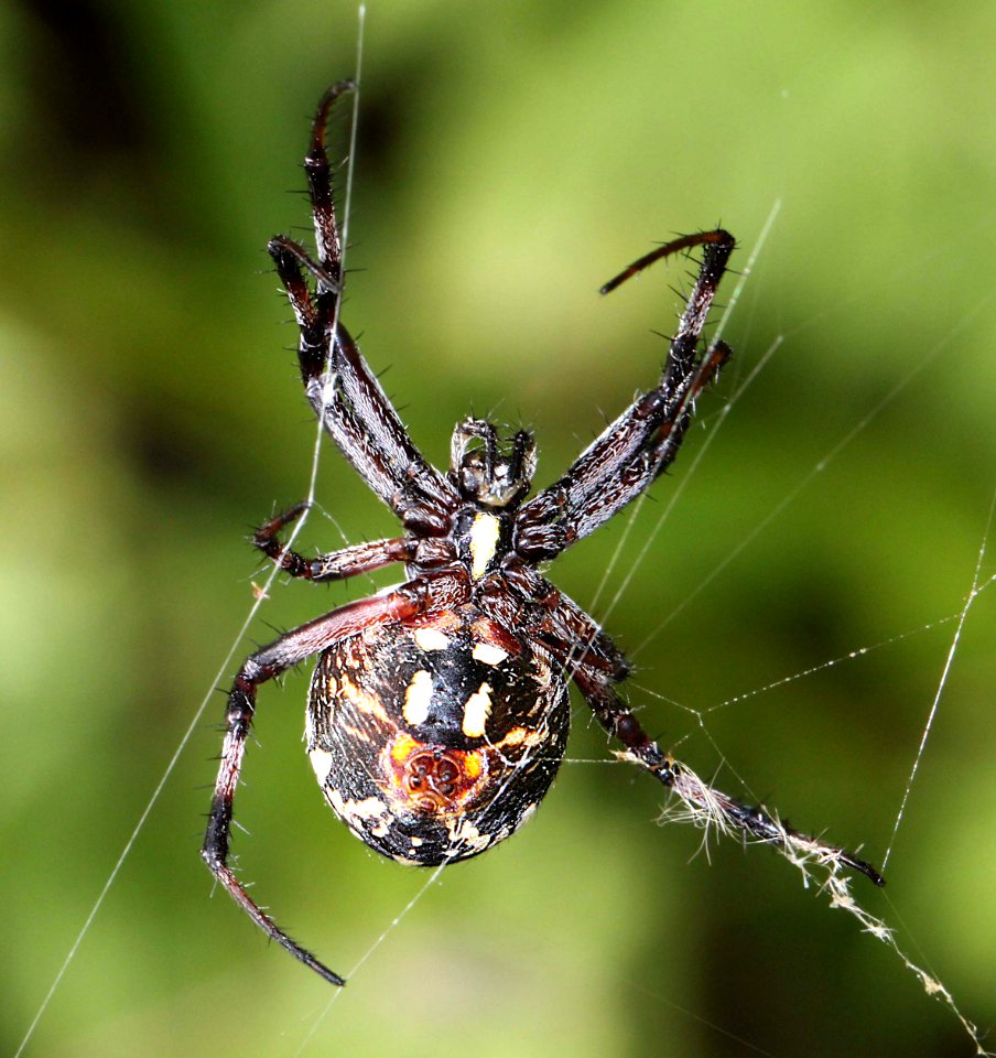 SPIDER, sp (9-12-11) blue have road, patagonia, scc, az -02