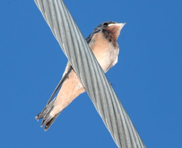 SWALLOW, BARN (7-16-11) rio rico, scc, az -01
