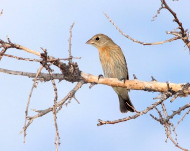 BUNTING, INDIGO (9-6-11) kino springs, scc, az -02
