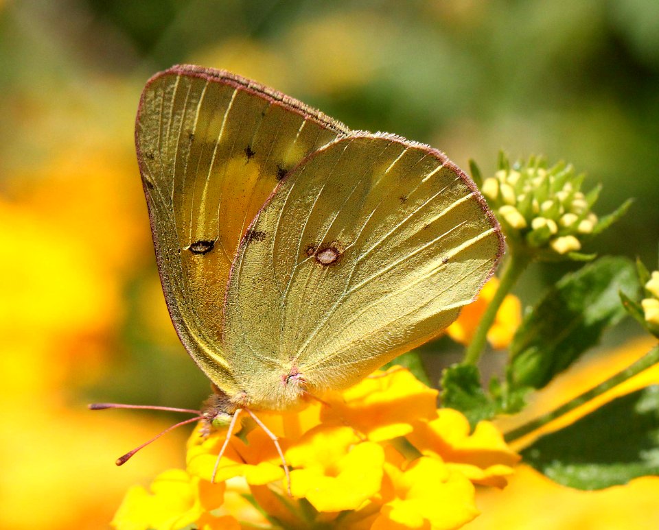 SULPHUR, ORANGE (Colias eurytheme) (9-1-11) 78 circulo montana, patagonia lake ranch estates, scc, az -02