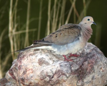 DOVE, MOURNING (7-1-11) 78 circulo montana, patagonia lake ranch estates, scc, az -01