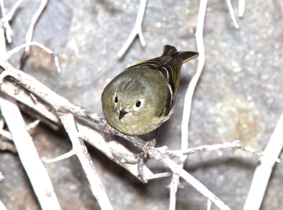 KINGLET, RUBY-CROWNED (1-15-12) sonoita creek state natural area, scc, az -01