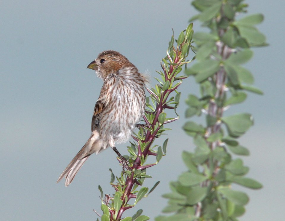 FINCH, HOUSE (7-26-11) 78 circulo montana, patagonia lake ranch estates, scc, az -01