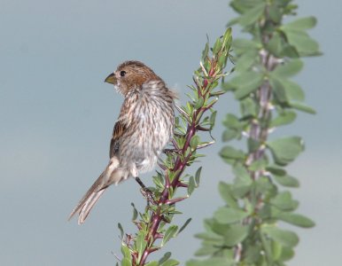 FINCH, HOUSE (7-26-11) 78 circulo montana, patagonia lake ranch estates, scc, az -01