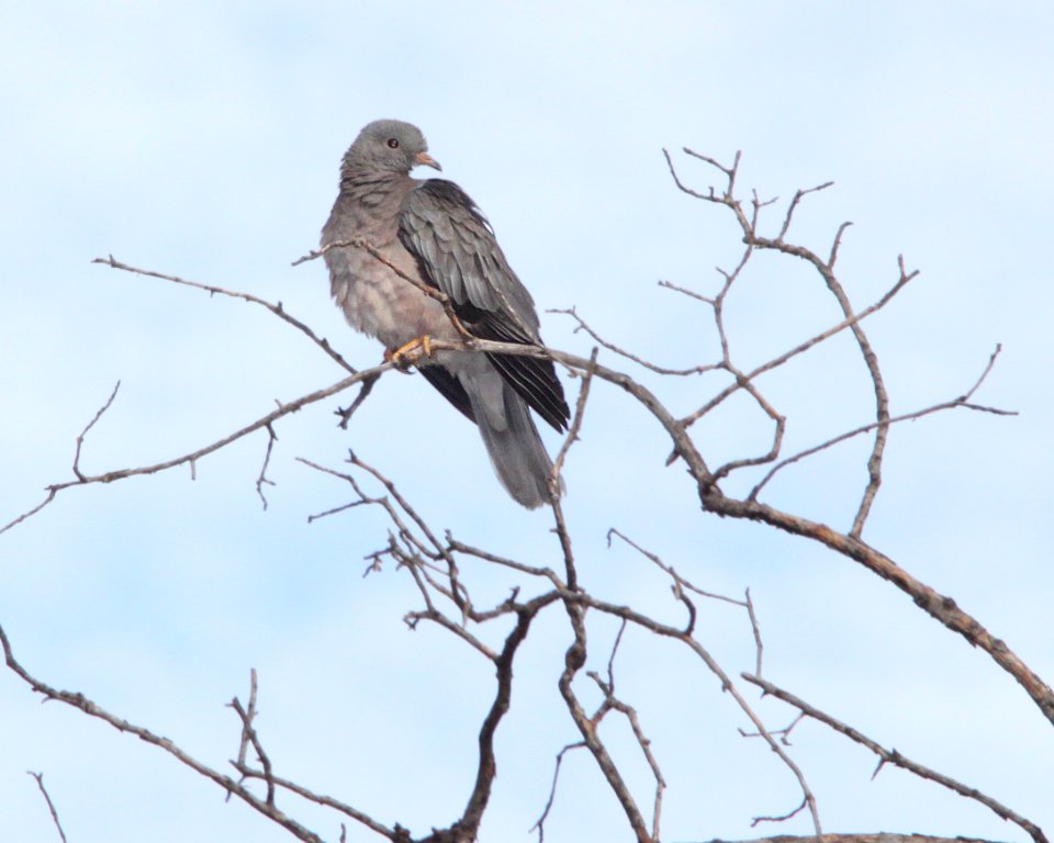 PIGEON, BAND-TAILED (10-29-11) humboldt cyn, patagonia hills, scc, az -01