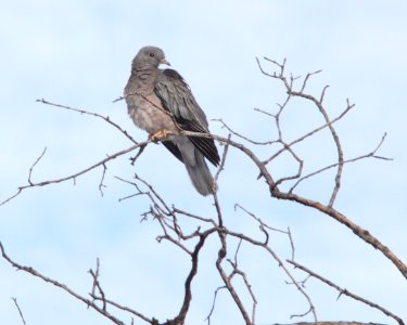 PIGEON, BAND-TAILED (10-29-11) humboldt cyn, patagonia hills, scc, az -01