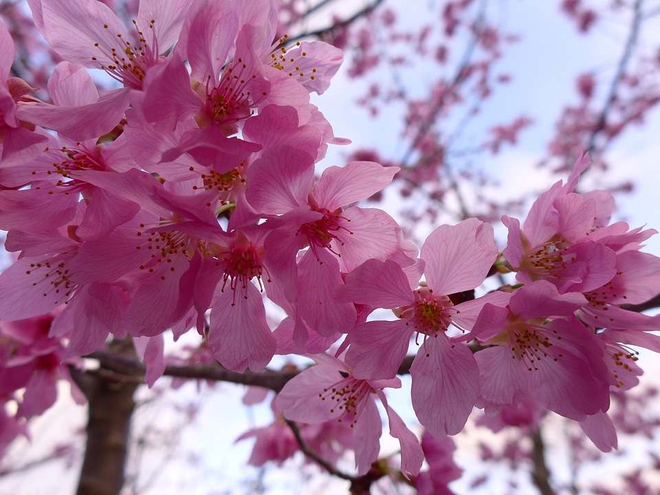 Cherry blossoms great the year february