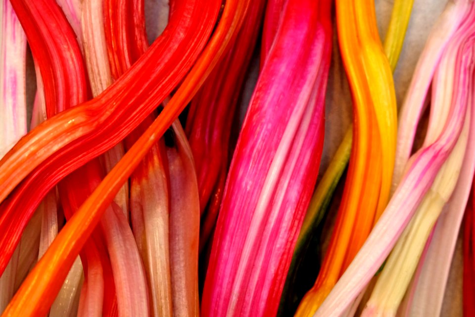 Mangold / Chard / Beta vulgaris