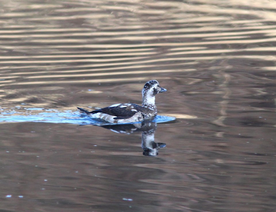DUCK, LONG-TAILED (11-4-11) pena blanca lake, scc, az -08