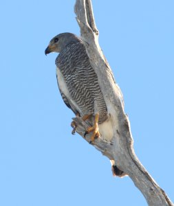 HAWK, GRAY (7-16-11) rio rico, scc, az -02