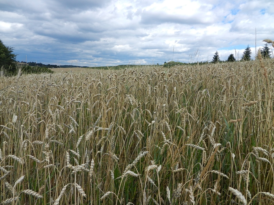 Cornfield air clouds