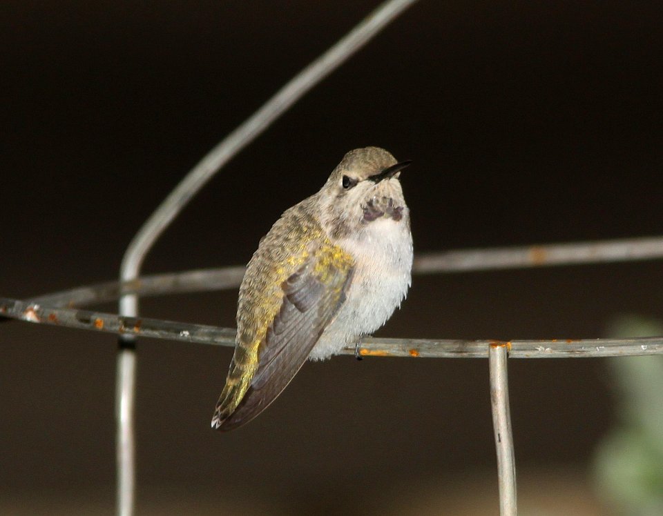 HUMMINGBIRD, COSTA'S (7-1-11) 78 circulo montana, patagonia lake ranch estates, scc, az -01