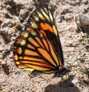 CHIRICAHUA WHITE (Neophasia terlooii) (11-1-11) female, sawmill cyn, huachuca mts, az -07