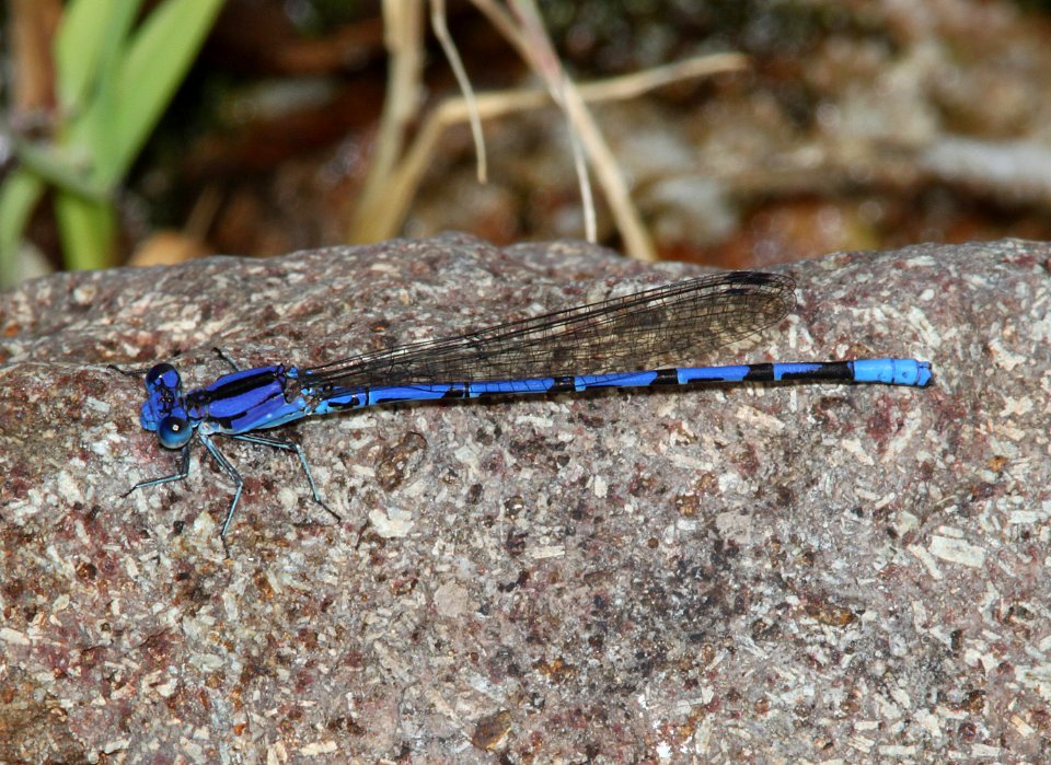 DANCER, VIVID (Argia vivida) (7-19-11) humboldt cyn, scc,az -01