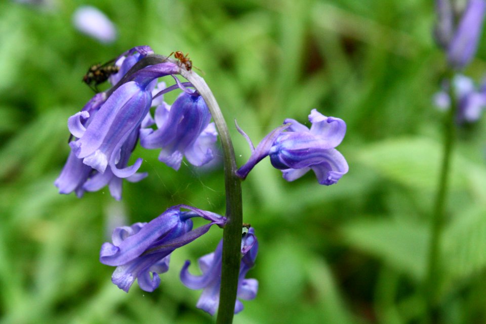 Bluebells.