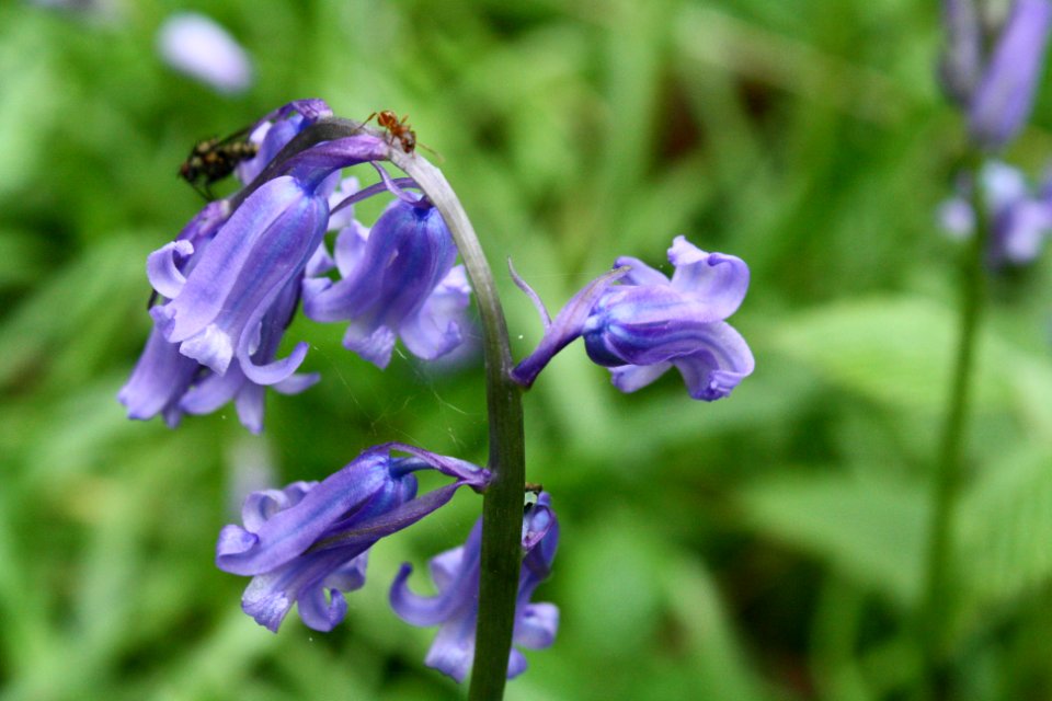 Bluebells. photo