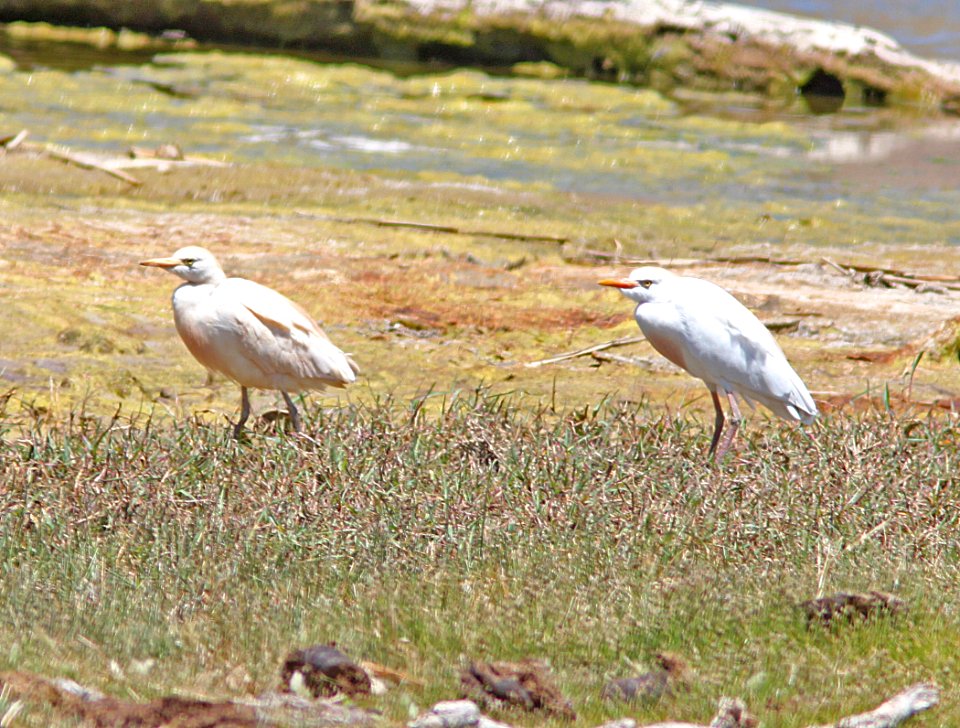EGRET, CATTLE (5-10-11) patagonia lake, scc, az -03b