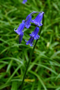Bluebells.