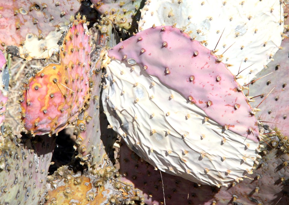 PRICKLY PEAR, SANTA RITA (Opuntia santa-rita) (5-20-11) -02