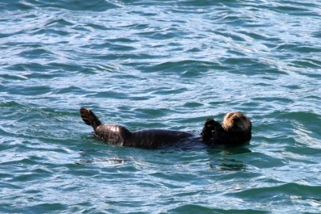 Sea otter