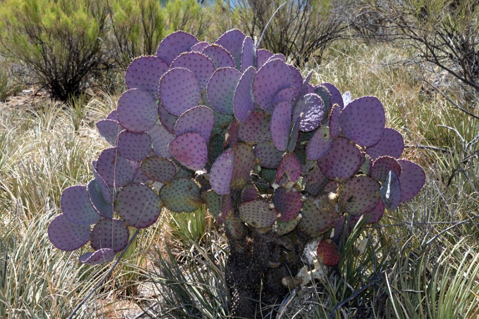 PRICKLY PEAR, SANTA RITA (Opuntia santa-rita) (5-20-11) -01