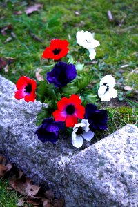 Graveyard Flowers.