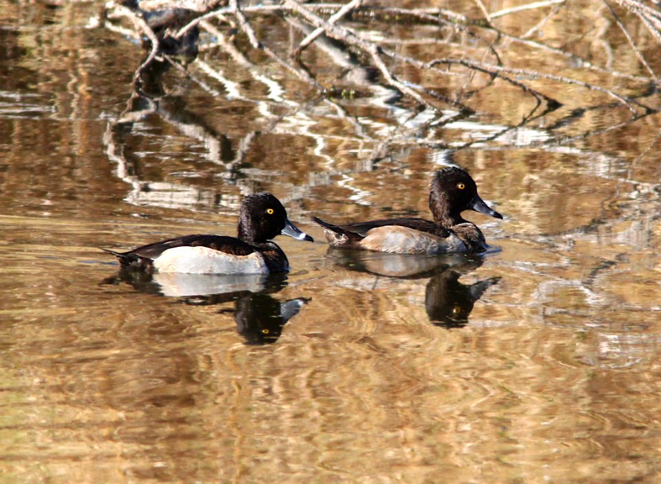 DUCK, RING-NECKED (10-22-11) pena blanca lake, scc, az -01