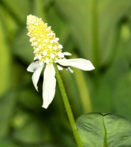 YERBA MANSA (Anemopsis californica) (5-29-11) patagonia-sonoita creek preserve, scc, az -02