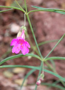 RED FOUR O'CLOCK (Mirabilis coccinea) (8-6-11) pena blanca lake, scc, az -03