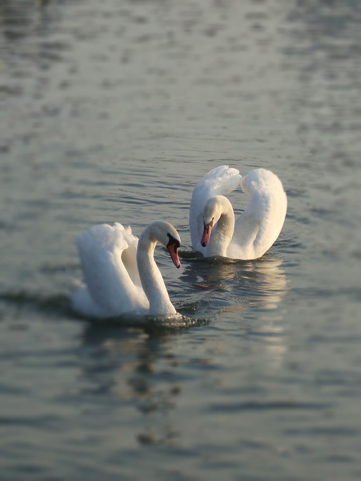 Water bird water nature