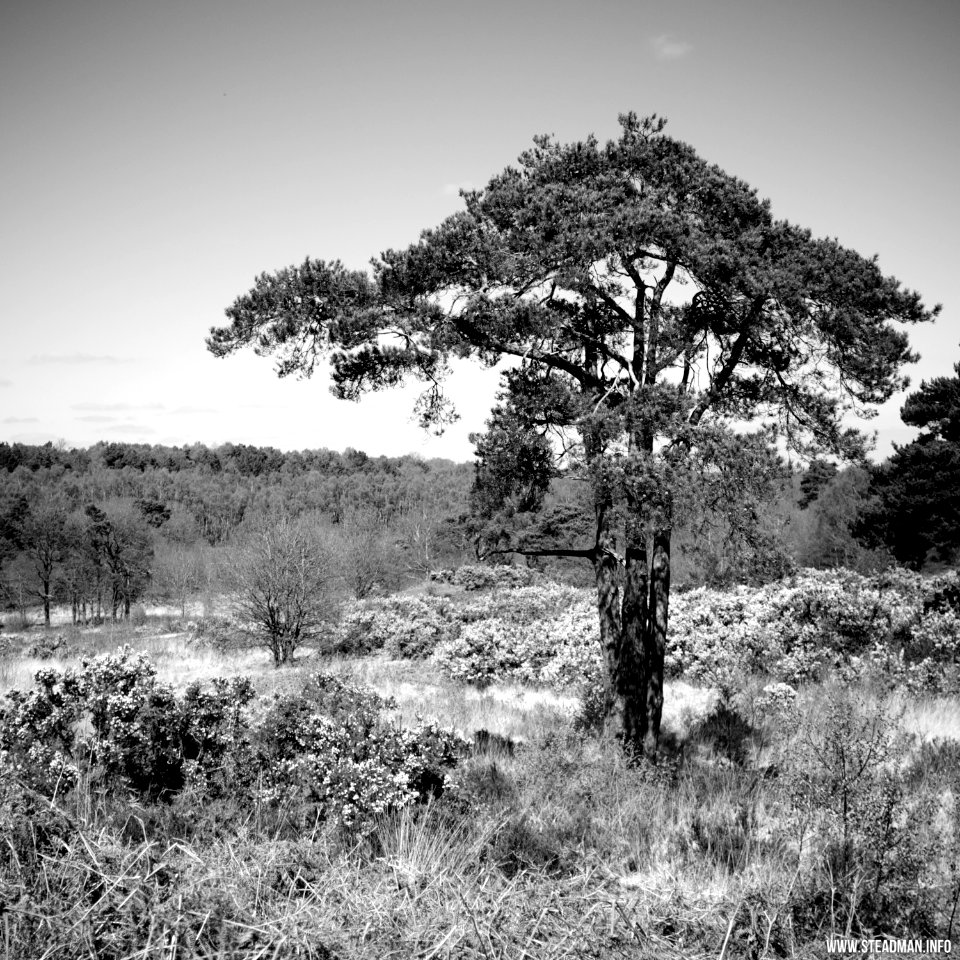 South Farnborough Landscape photo