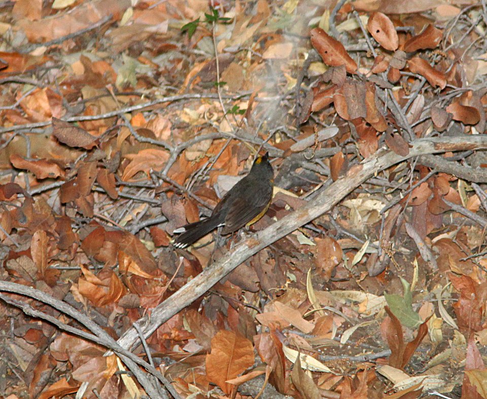 WARBLER, FAN-TAILED (5-25-11) madera cyn, scc, az -05